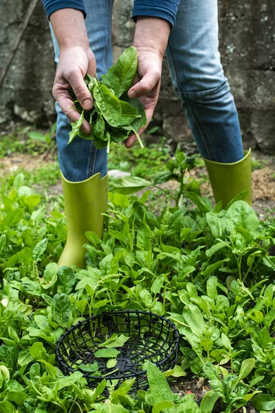Gardner zbierając szpinak w gospodarstwie ekologicznym — Zdjęcie stockowe