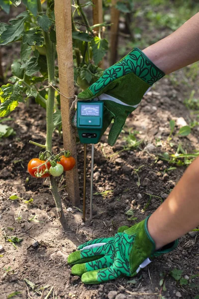 Moisture meter tester in soil. Measure soil for humidity on toma