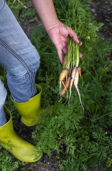 Carrots from small organic farm. Woman farmer hold multi colored — Stock Photo, Image