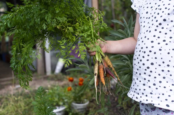 Carottes de petite ferme biologique. Enfant agriculteur tenir multicolore c — Photo