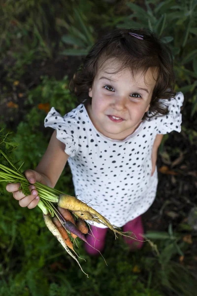 Zanahorias de una pequeña granja orgánica. Niño agricultor mantenga multi color c — Foto de Stock