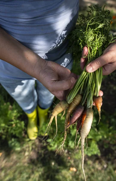 작은 유기농 농장에서 당근. 여성 농부 홀드 멀티 컬러 — 스톡 사진