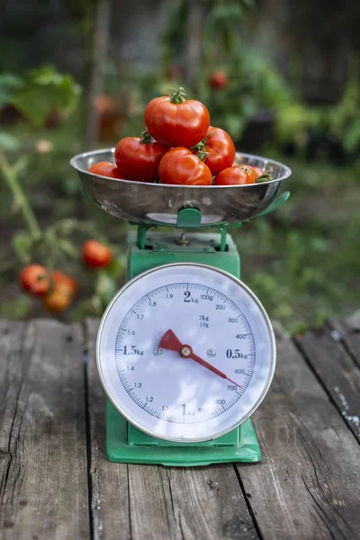 Tomatoes on scales in home organic garden. — Stock Photo, Image
