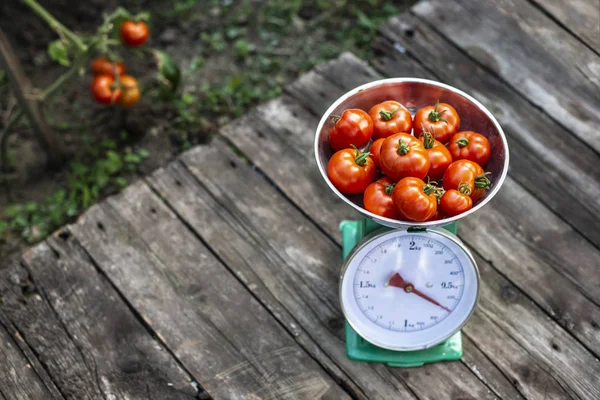 Tomates en escamas en el jardín orgánico del hogar . —  Fotos de Stock