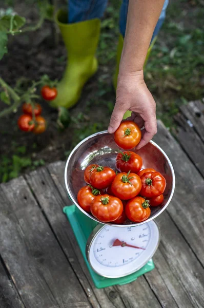 La mujer pone tomates en escamas. Hogar jardín orgánico . — Foto de Stock