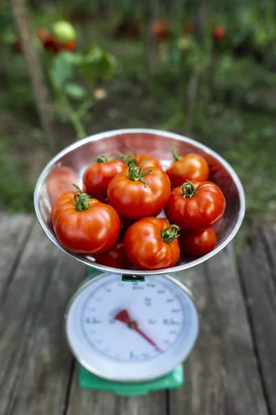 Pomodori su scale in giardino biologico familiare . — Foto Stock