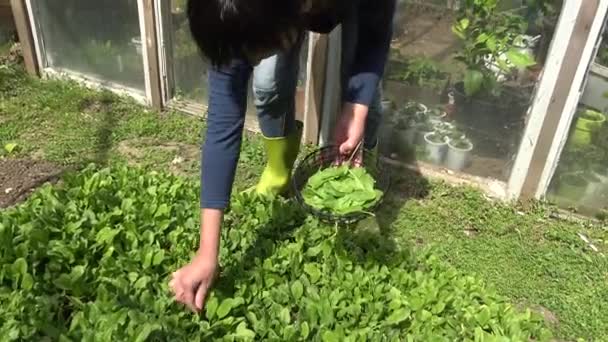Küçük Organik Çiftlikte Ispanak Toplamak Ispanak Ile Sebze Bahçesi — Stok video