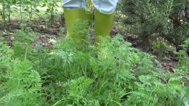 Küçük organik çiftlikte havuç toplamak. Havuç ile ev sebze bahçesi