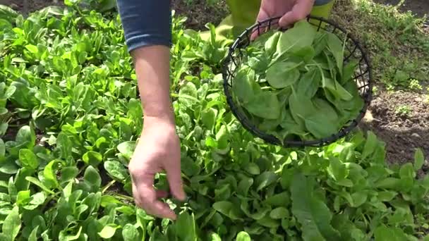 Küçük Organik Çiftlikte Ispanak Toplamak Ispanak Ile Sebze Bahçesi — Stok video