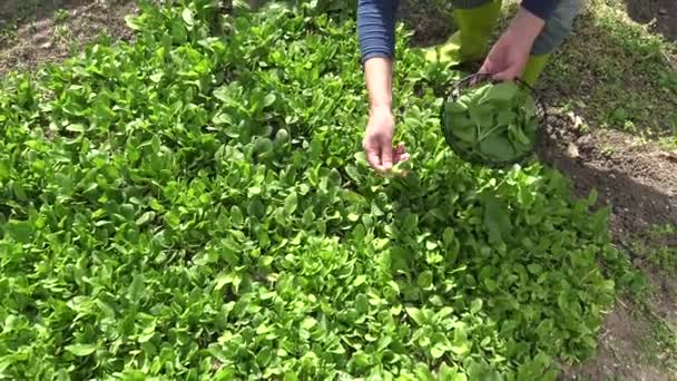 Recogiendo Espinacas Una Pequeña Granja Orgánica Huerta Casera Con Espinacas — Vídeo de stock