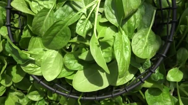 Spinat Pflücken Kleinen Biobauernhof Eigener Gemüsegarten Mit Spinat — Stockvideo