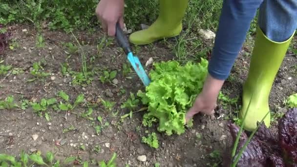 Сбор Салата Небольшой Органической Ферме Огород Салатом — стоковое видео