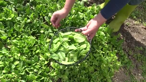 Recogiendo Lechuga Una Pequeña Granja Orgánica Huerto Casero Con Lettuse — Vídeos de Stock