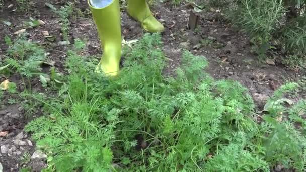 Збираємо Моркву Невелику Органічну Ферму Домашній Овочевий Сад Морквою — стокове відео
