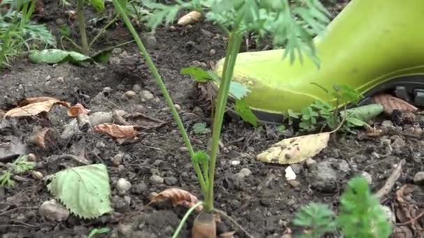 在小型有机农场采摘胡萝卜 带胡萝卜的家庭菜园 — 图库视频影像