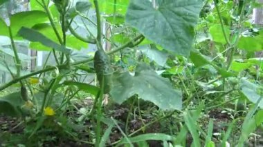 Evde küçük organik bahçede Salatalık. Biyo çiftlik