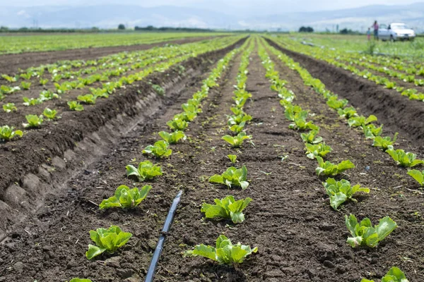 Salatplantage im Sonnenlicht. — Stockfoto