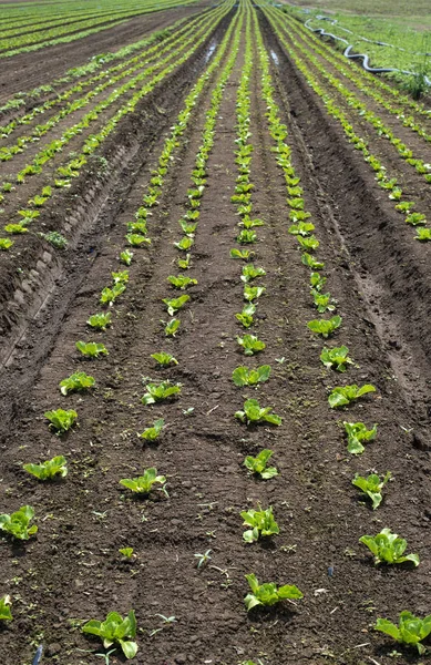 Granja de lechuga a la luz del sol . —  Fotos de Stock