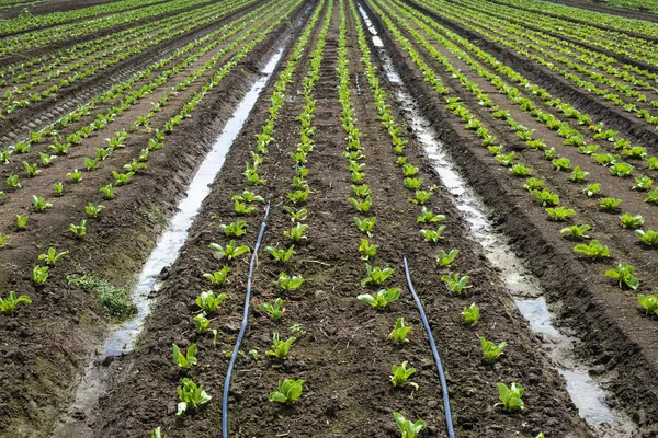 Lettuce farm on sunlight. — Stock Photo, Image