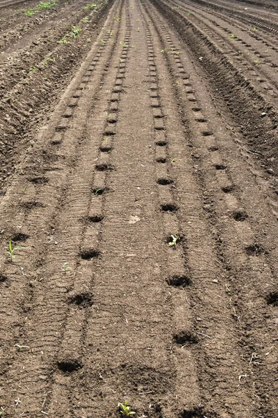 Many holes prepared for planting. — Stock Photo, Image
