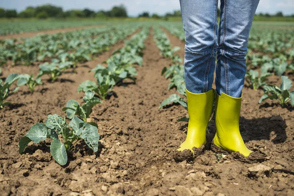 Mulher com botas na plantação de repolho . — Fotografia de Stock