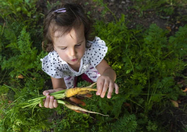 Carote da piccola fattoria biologica. Bambino agricoltore tenere multi colorato c — Foto Stock