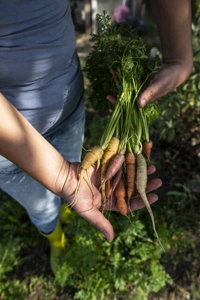 Carottes de petite ferme biologique. Femme agriculteur tenir multicolore — Photo