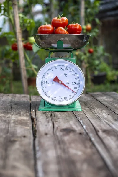 Tomates en escamas en el jardín orgánico del hogar . —  Fotos de Stock