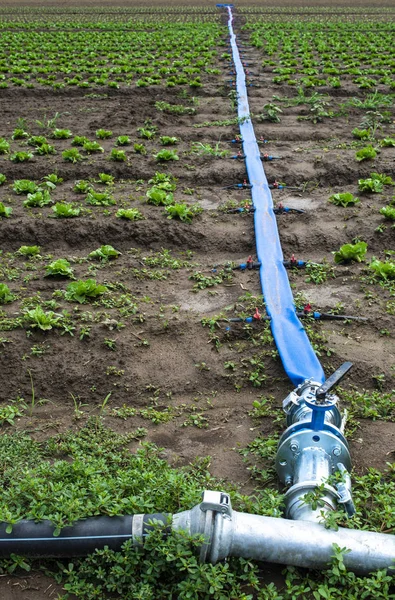 Planted agriculture land and pipe for watering. — Stock Photo, Image