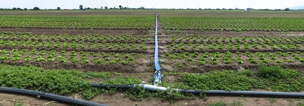 Planted agriculture land and pipe for watering.