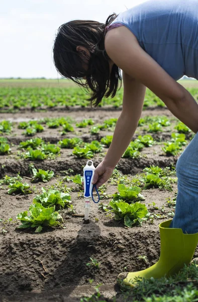 Жінка використовує цифровий лічильник ґрунту в ґрунті. Рослини з листя салату. Сонячний — стокове фото