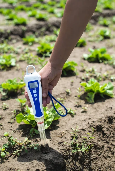 Woman use digital soil meter in the soil. Lettuce plants. Sunny — Stock Photo, Image