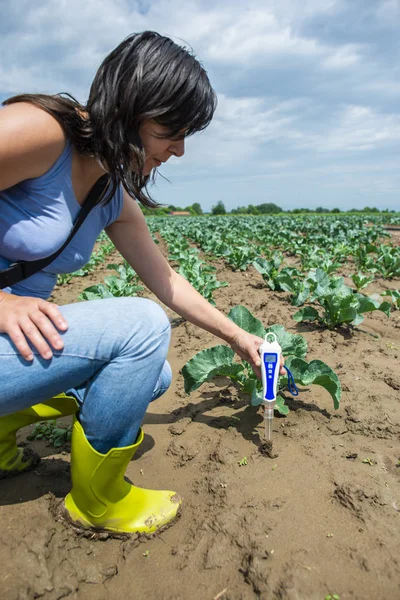 Woman use digital soil meter in the soil. Cabbage plants. Sunny — Stock Photo, Image