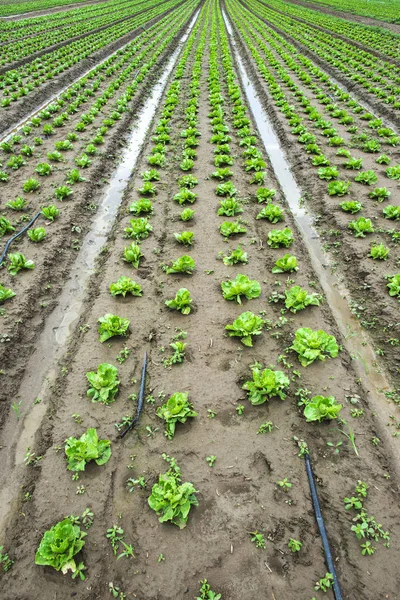 Plantación de lechuga iceberg. Canales de riego con agua . —  Fotos de Stock