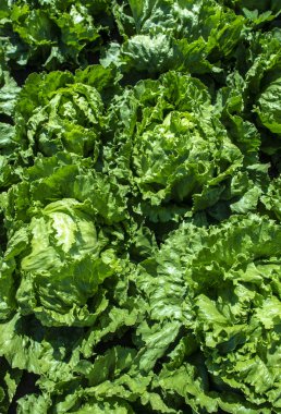 Marul buzdağı çiftliği. Birçok kafaları Marul buzdağının arka plan