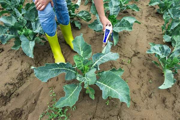 Kadın toprakta dijital toprak ölçer kullanın. Lahana bitkileri. Güneşli — Stok fotoğraf