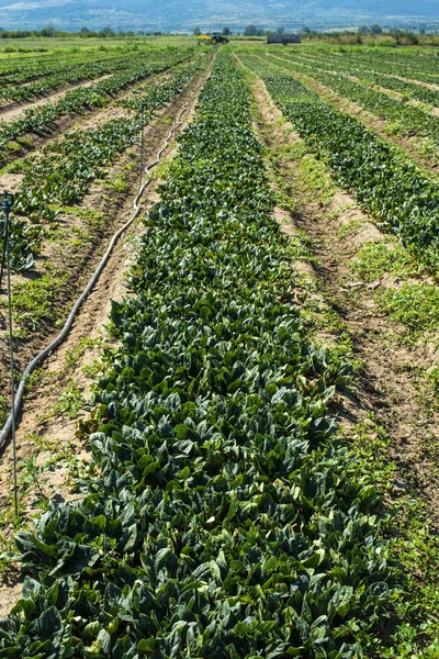 Spinatfarm. Grünes Bio-Gemüse auf dem Feld. — Stockfoto