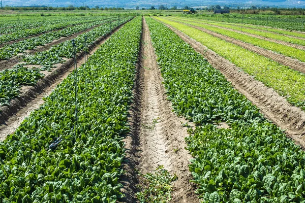 Spinach farm. Organic spinach leaves on the field. — Stock Photo, Image