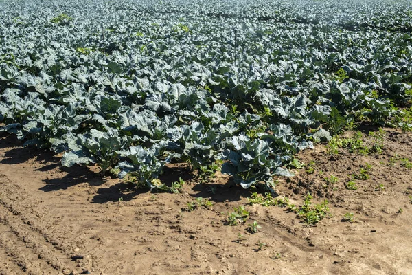 Fazenda de repolho. Folhas de espinafre orgânico no campo . — Fotografia de Stock