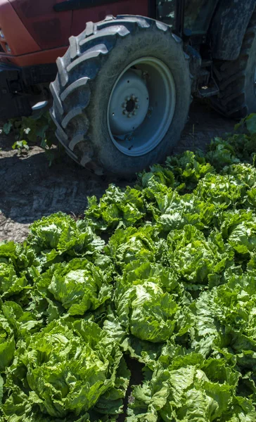 Trattore in fattoria iceberg lattuga. Raccolta iceberg di lattuga — Foto Stock