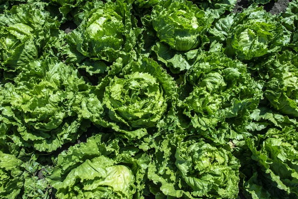 Salat-Eisberghof. Hintergrund vieler Köpfe Salateisberg — Stockfoto