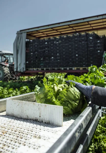 Tractor with production line for harvest lettuce automatically. — Stock Photo, Image