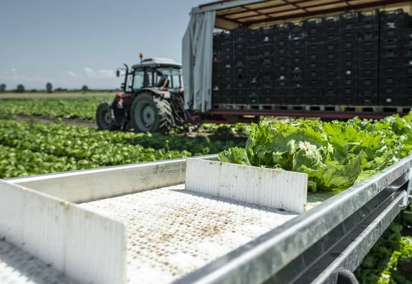 Tractor con línea de producción para la cosecha de lechuga automáticamente . — Foto de Stock