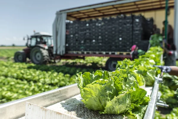 Tractor with production line for harvest lettuce automatically. — Stock Photo, Image