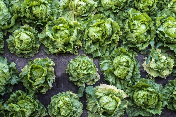 Fattoria di iceberg di lattuga. Sfondo di molte teste Lattuga iceberg — Foto Stock