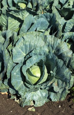 Lahana çiftliği. Bahçede Lahana Güneş ışığı. 