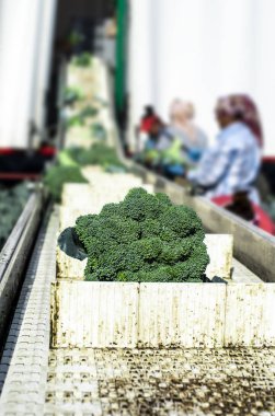 Traktör ve konveyör ile çiftlikte hasat brokoli. İşçiler seçim