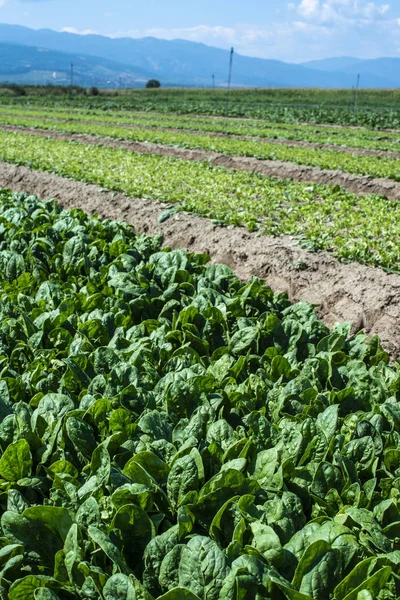 Spinatfarm. Bio-Spinatblätter auf dem Feld. — Stockfoto
