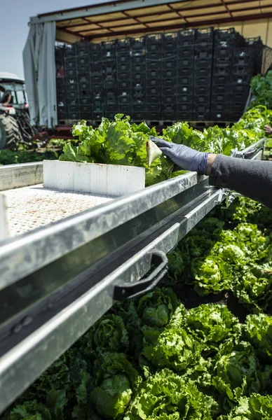 Tractor met productielijn voor oogst Sla automatisch. — Stockfoto