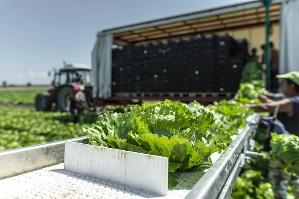 Tractor with production line for harvest lettuce automatically. — Stock Photo, Image